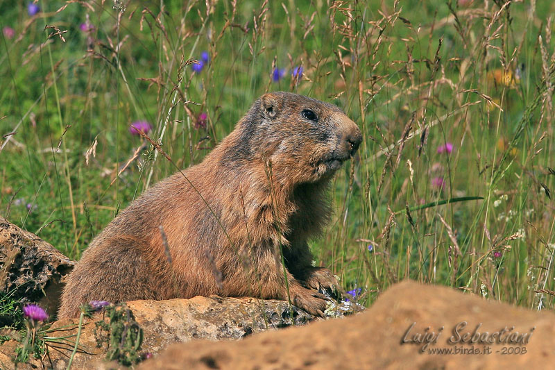 Marmotta - Marmota marmota